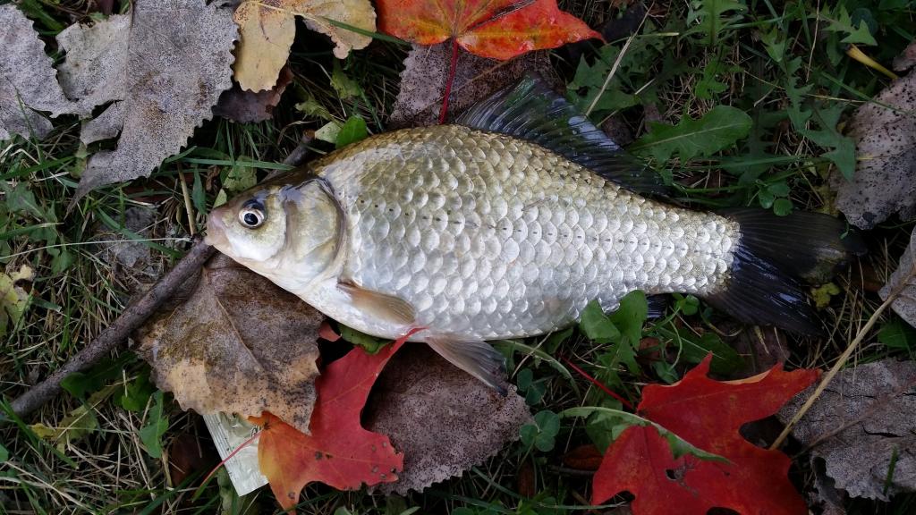 Please add Prussian Carp, c auratus